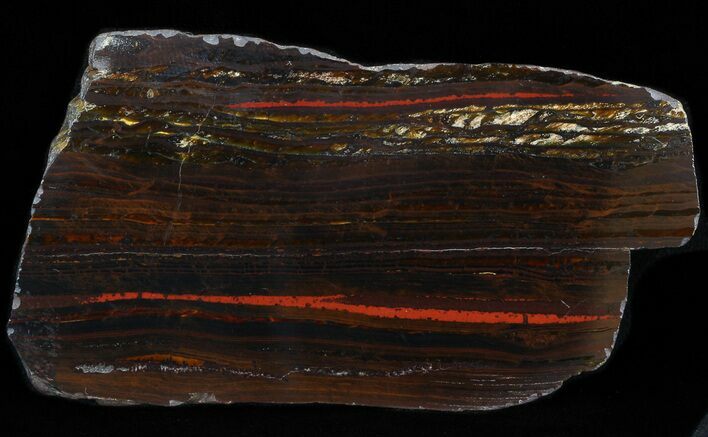 Polished Tiger Iron Stromatolite - ( Billion Years) #42603